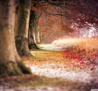 Magical Autumn Forest - Obrázkek zdarma pro iPad