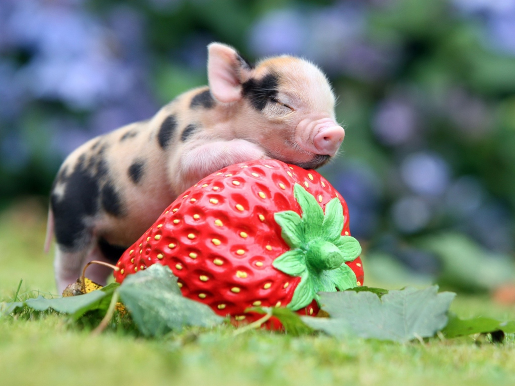 Cute Little Piglet And Strawberry wallpaper 1024x768
