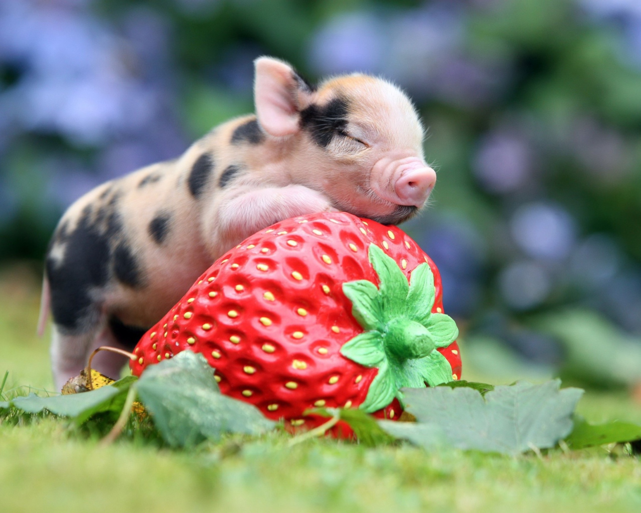 Sfondi Cute Little Piglet And Strawberry 1280x1024