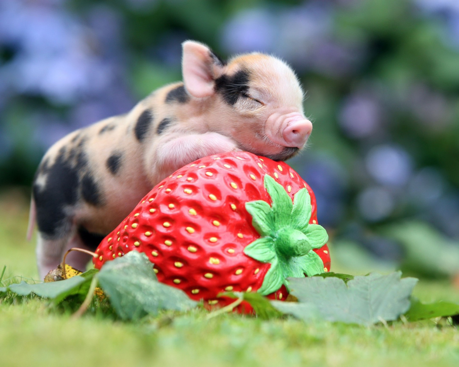 Das Cute Little Piglet And Strawberry Wallpaper 1600x1280