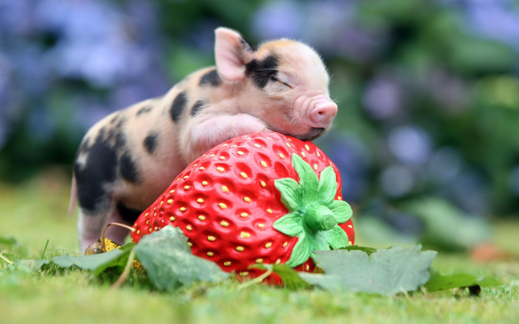 Fondo de pantalla Cute Little Piglet And Strawberry 1680x1050