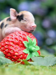 Cute Little Piglet And Strawberry wallpaper 240x320