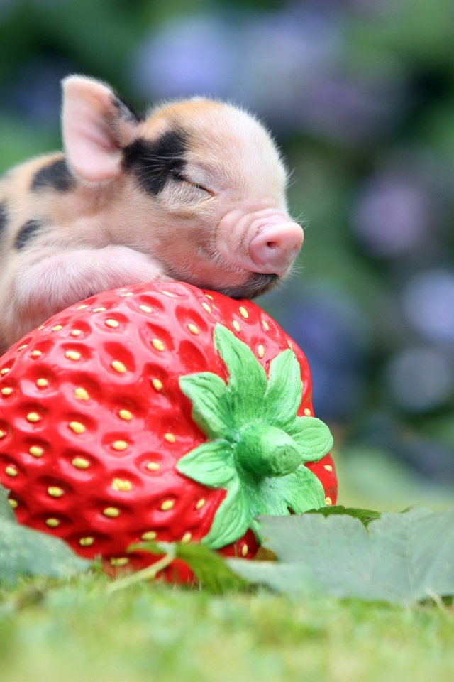 Screenshot №1 pro téma Cute Little Piglet And Strawberry 640x960