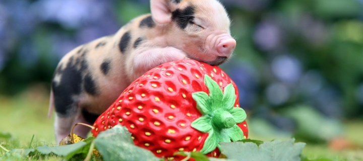 Sfondi Cute Little Piglet And Strawberry 720x320