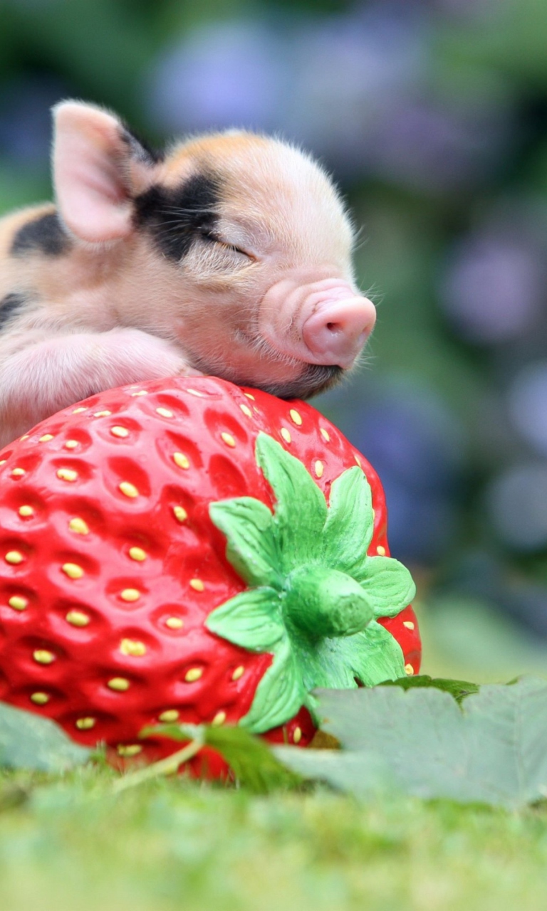 Обои Cute Little Piglet And Strawberry 768x1280