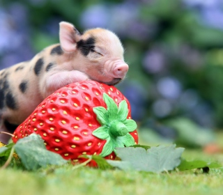 Cute Little Piglet And Strawberry - Obrázkek zdarma pro 208x208