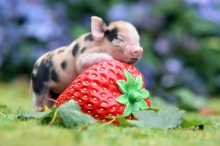 Cute Little Piglet And Strawberry Picture for Android, iPhone and iPad