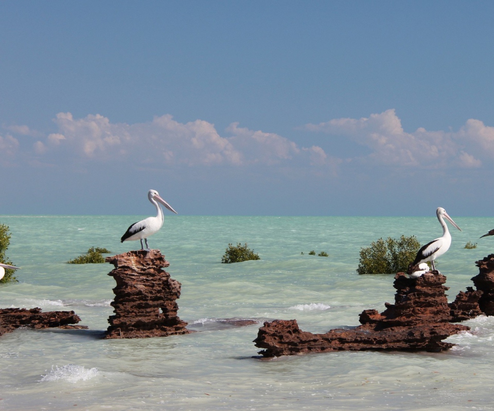 Fondo de pantalla Pelicans 960x800