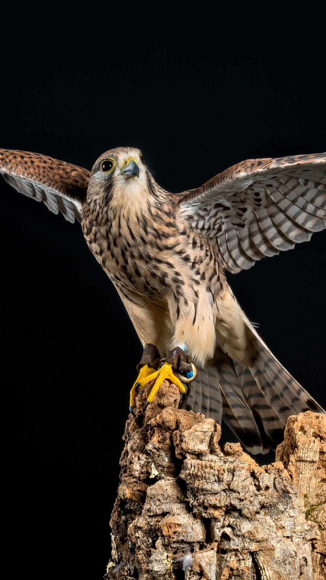 Sfondi Kestrel Bird 1080x1920