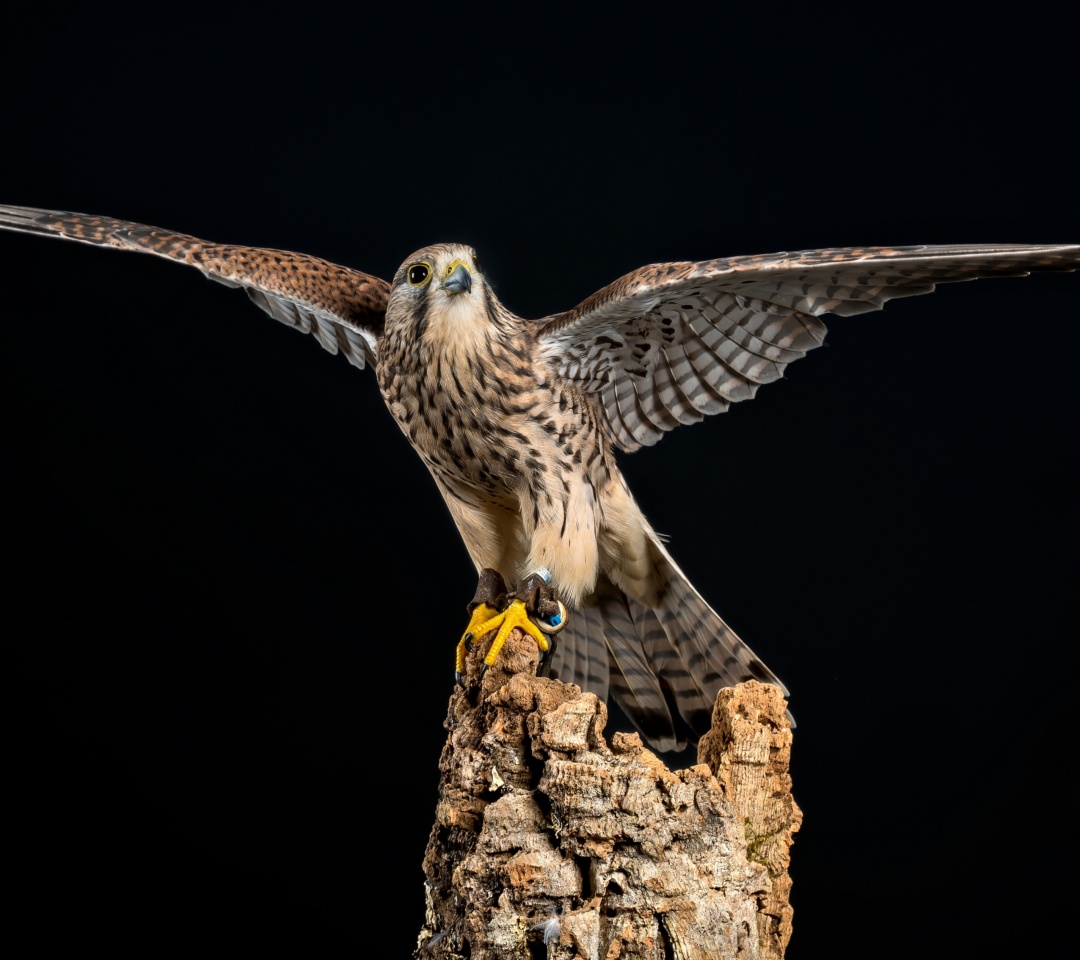 Kestrel Bird wallpaper 1080x960