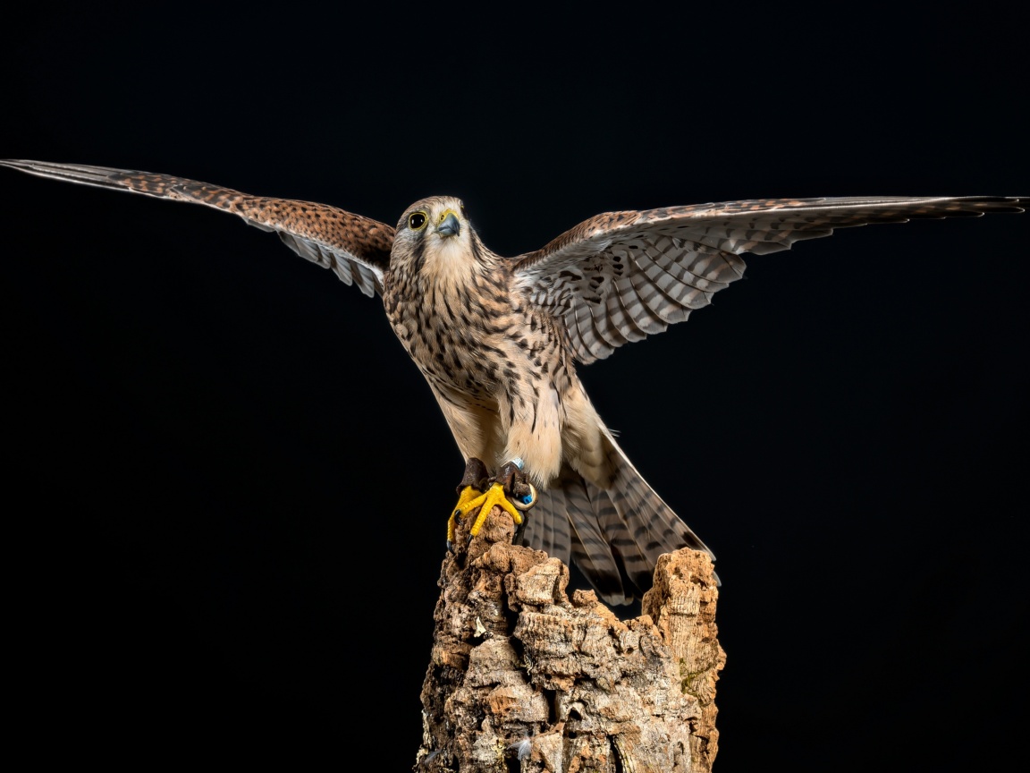 Das Kestrel Bird Wallpaper 1152x864