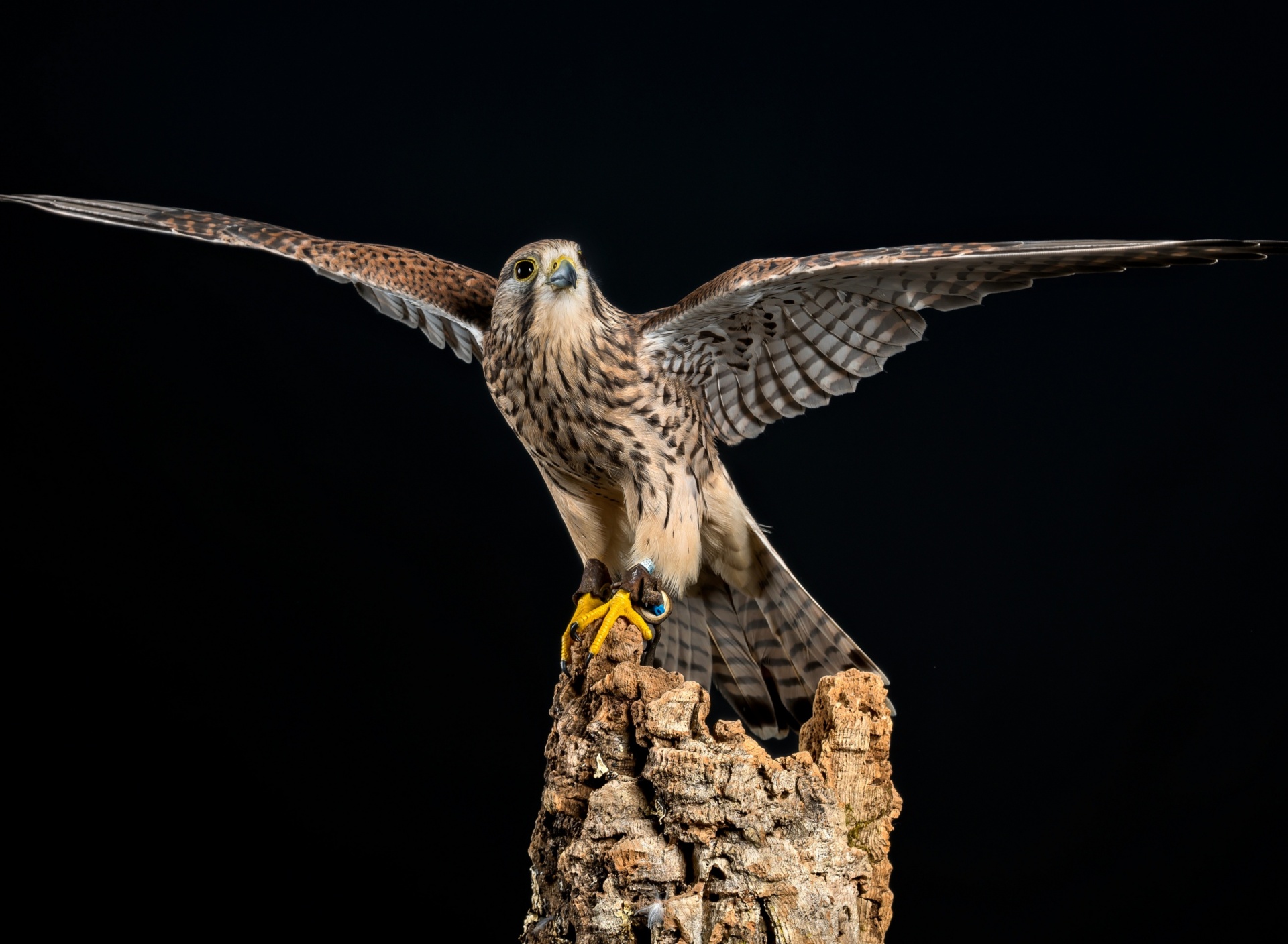 Обои Kestrel Bird 1920x1408