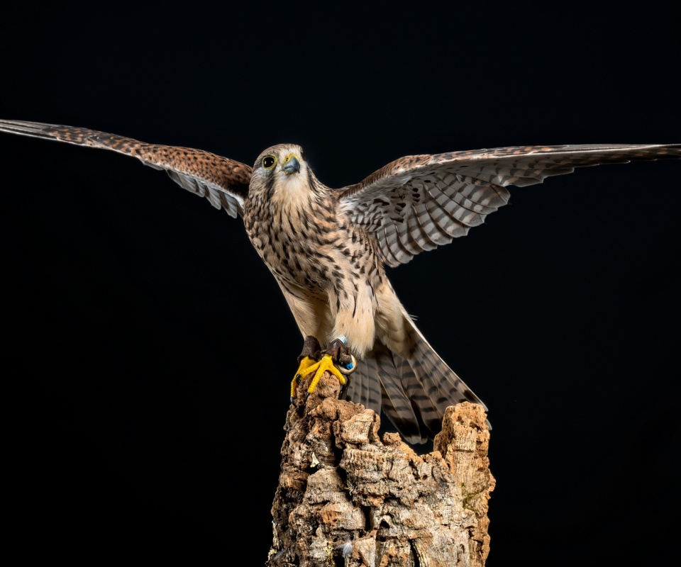 Kestrel Bird wallpaper 960x800