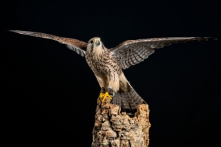 Free Kestrel Bird Picture for Android, iPhone and iPad