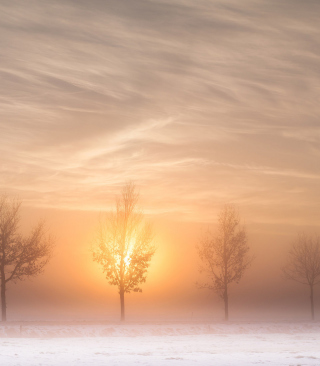Winter Landscape - Obrázkek zdarma pro 320x480
