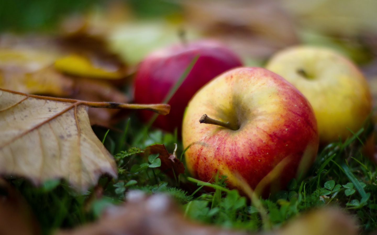 Обои Autumn Apples 1440x900