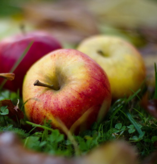 Autumn Apples Background for iPad mini