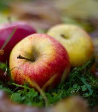Autumn Apples - Obrázkek zdarma pro Nokia Asha 306