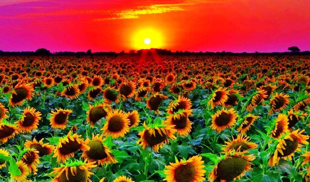 Обои Sunflowers 1024x600