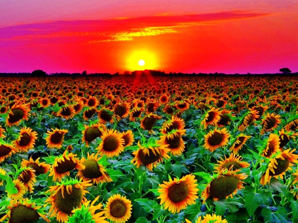 Fondo de pantalla Sunflowers 1024x768