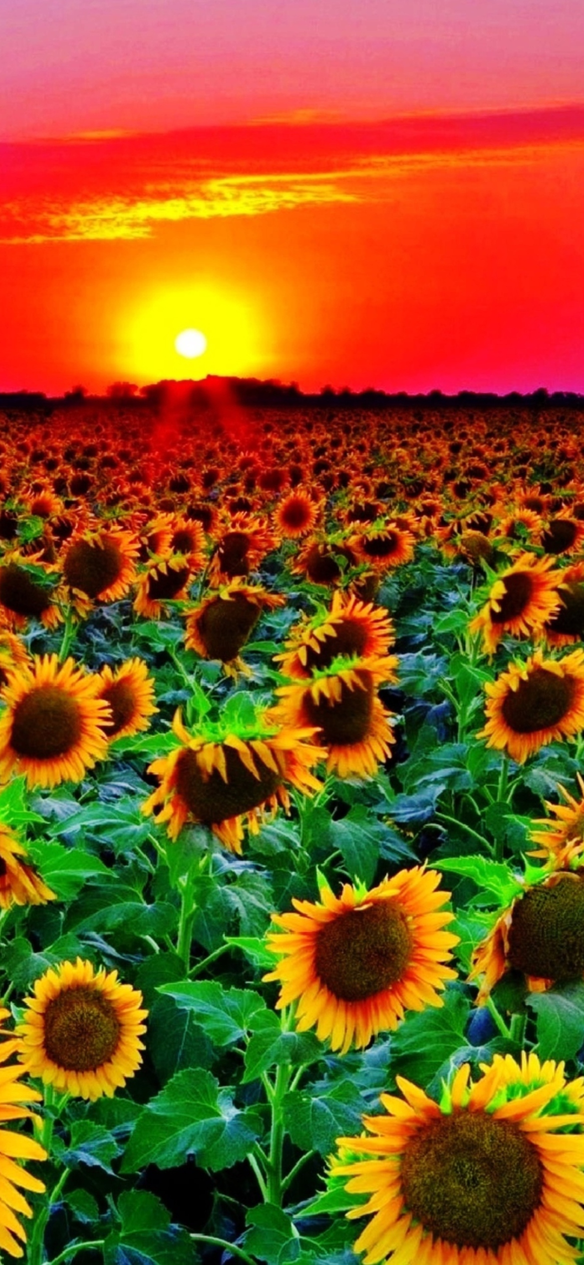 Sunflowers wallpaper 1170x2532