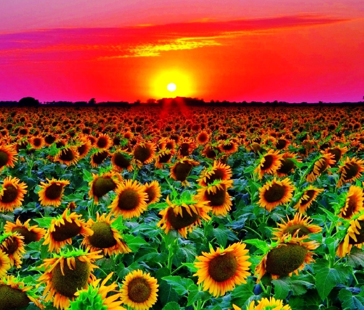 Обои Sunflowers 1200x1024