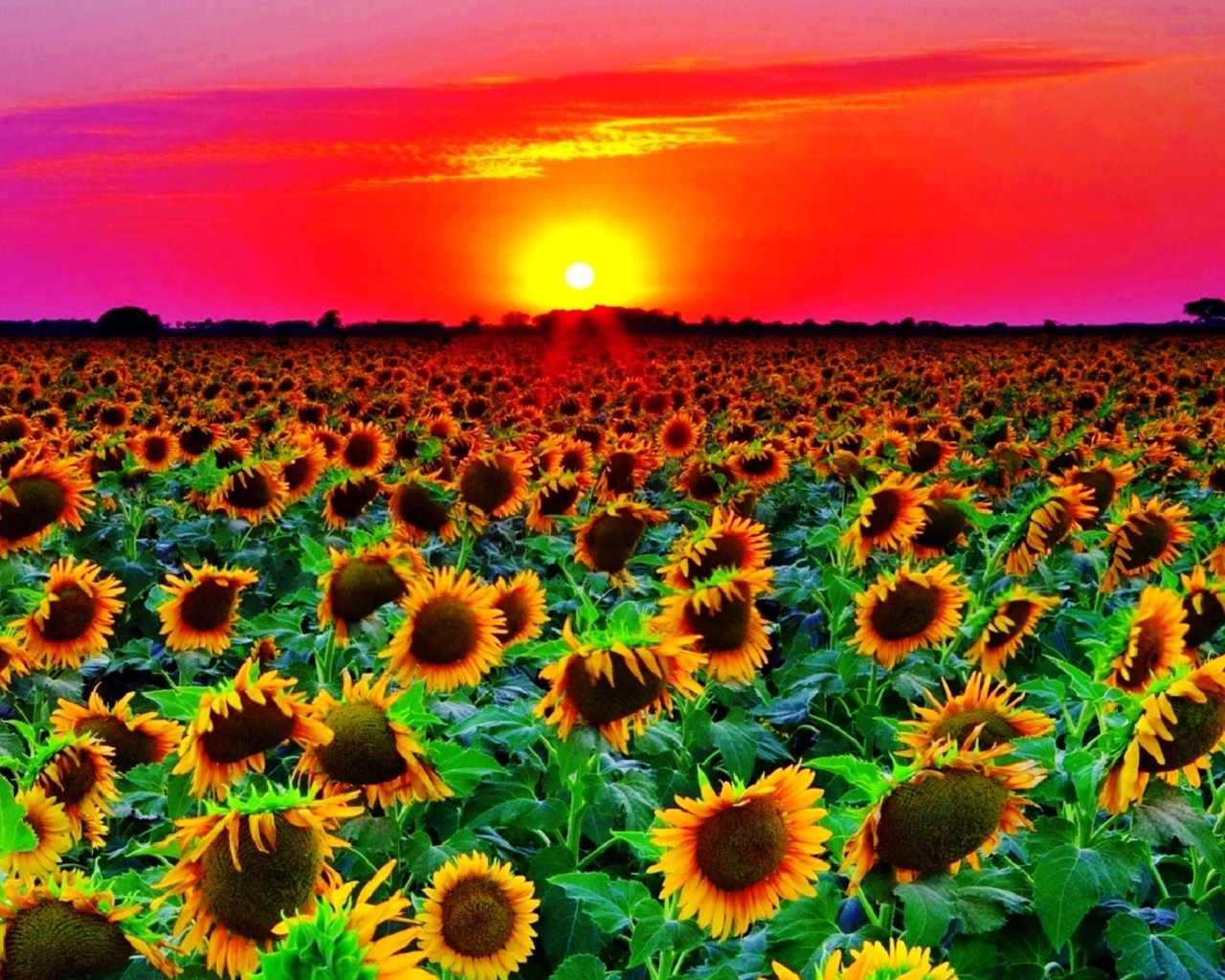 Screenshot №1 pro téma Sunflowers 1280x1024