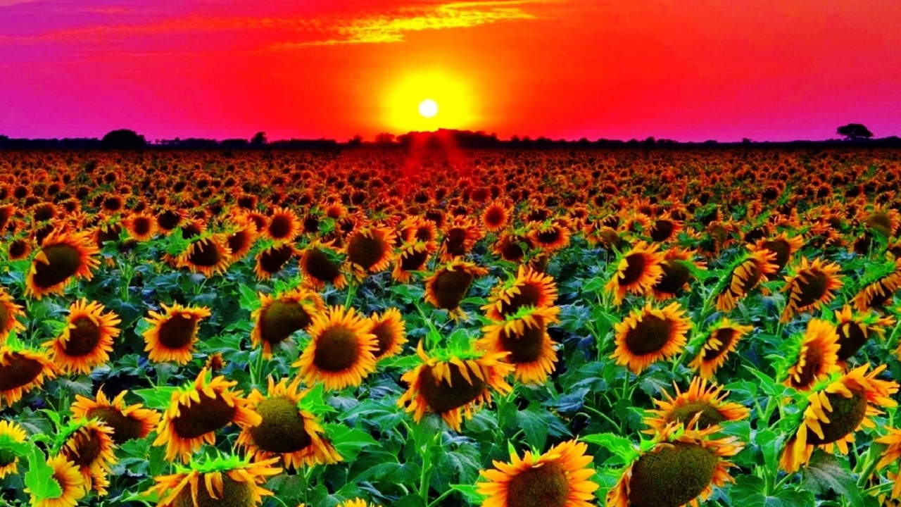 Screenshot №1 pro téma Sunflowers 1280x720