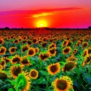 Fondo de pantalla Sunflowers 128x128