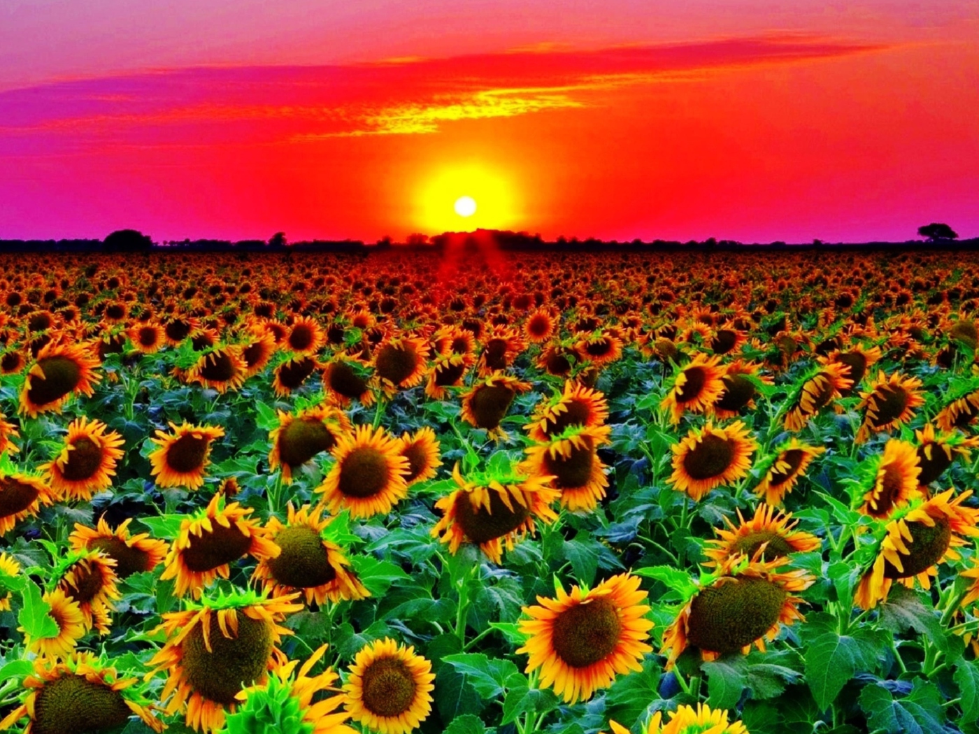 Screenshot №1 pro téma Sunflowers 1400x1050