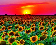 Sfondi Sunflowers 220x176