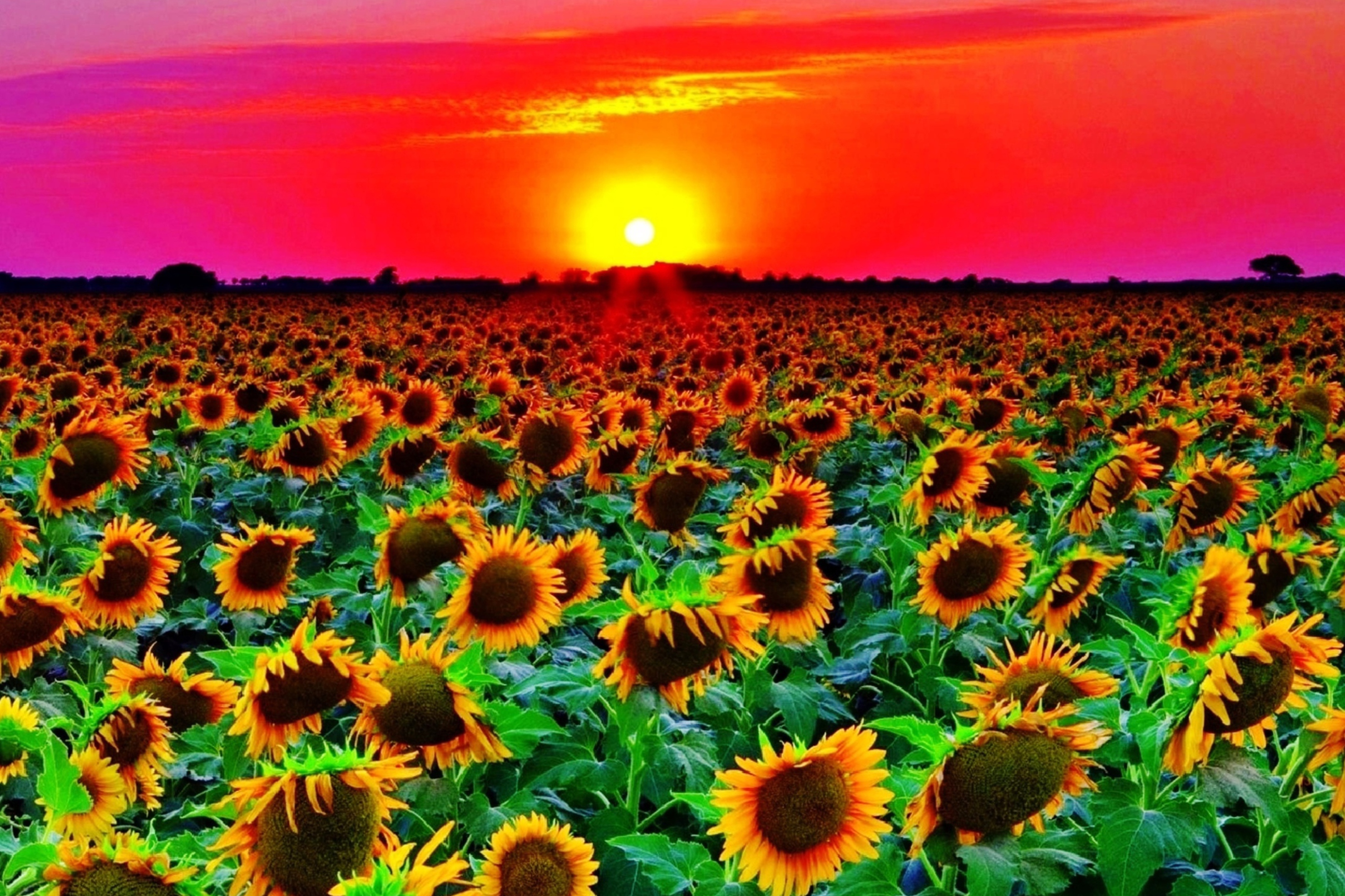Fondo de pantalla Sunflowers 2880x1920