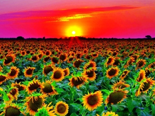 Das Sunflowers Wallpaper 320x240