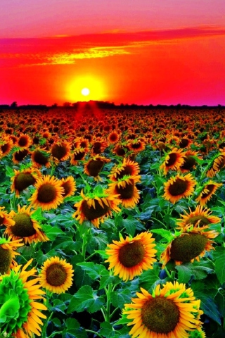 Screenshot №1 pro téma Sunflowers 320x480
