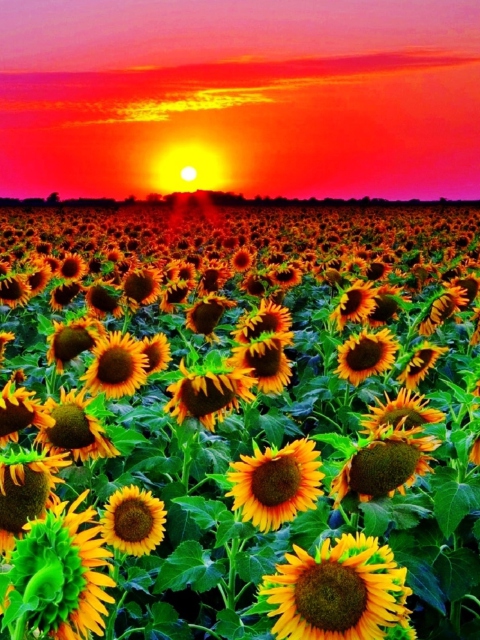 Fondo de pantalla Sunflowers 480x640