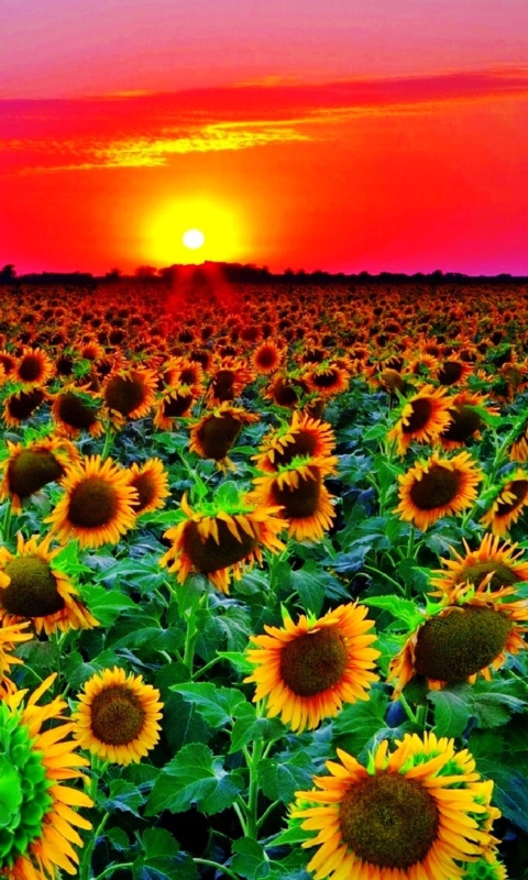 Fondo de pantalla Sunflowers 480x800