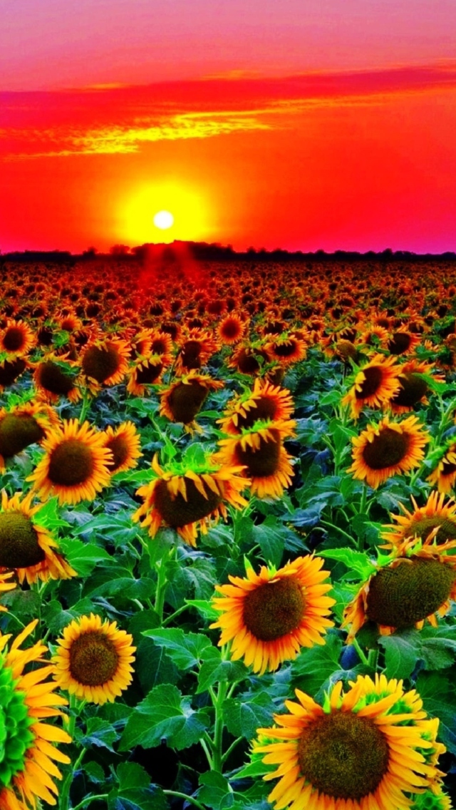 Sunflowers wallpaper 640x1136