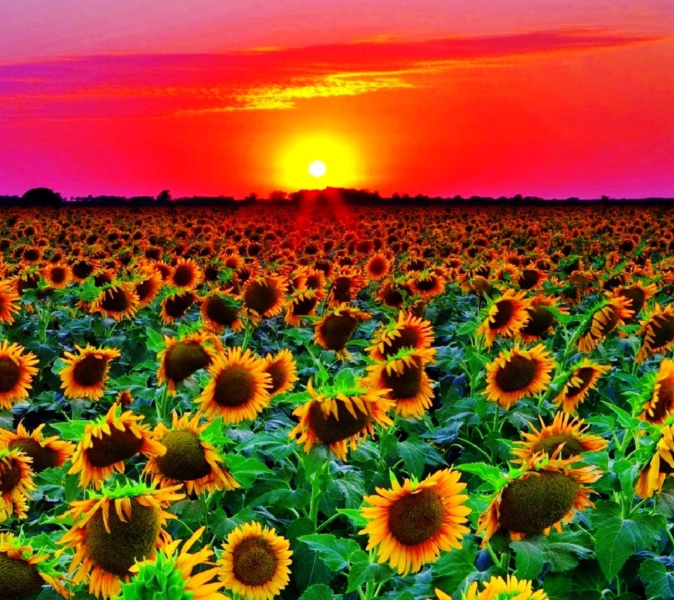 Обои Sunflowers 960x854