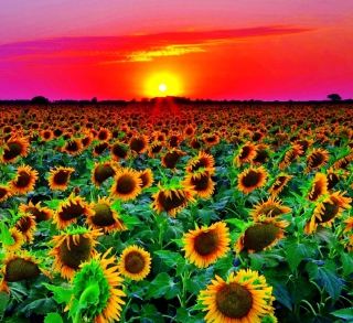 Sunflowers sfondi gratuiti per 1024x1024