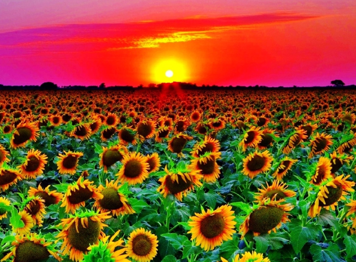 Обои Sunflowers