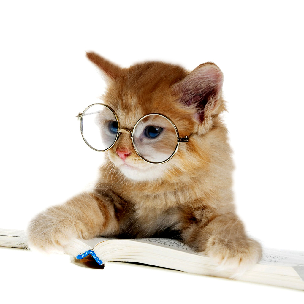 Das Clever Kitten Wallpaper 1024x1024