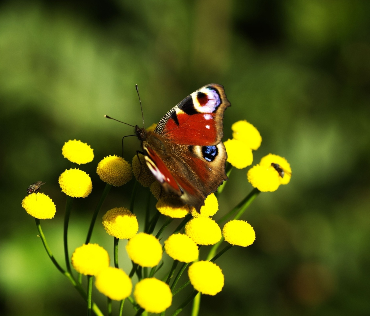 Screenshot №1 pro téma Yellow Flowers And Butterfly 1200x1024