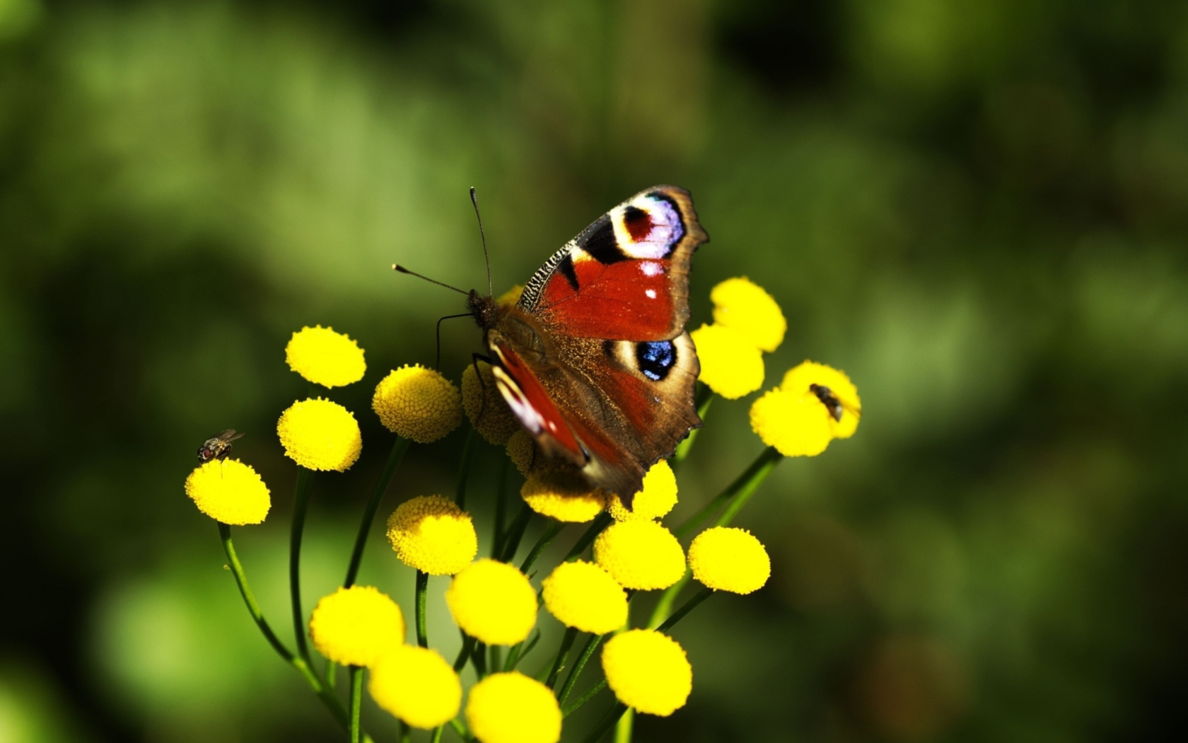 Screenshot №1 pro téma Yellow Flowers And Butterfly 1680x1050