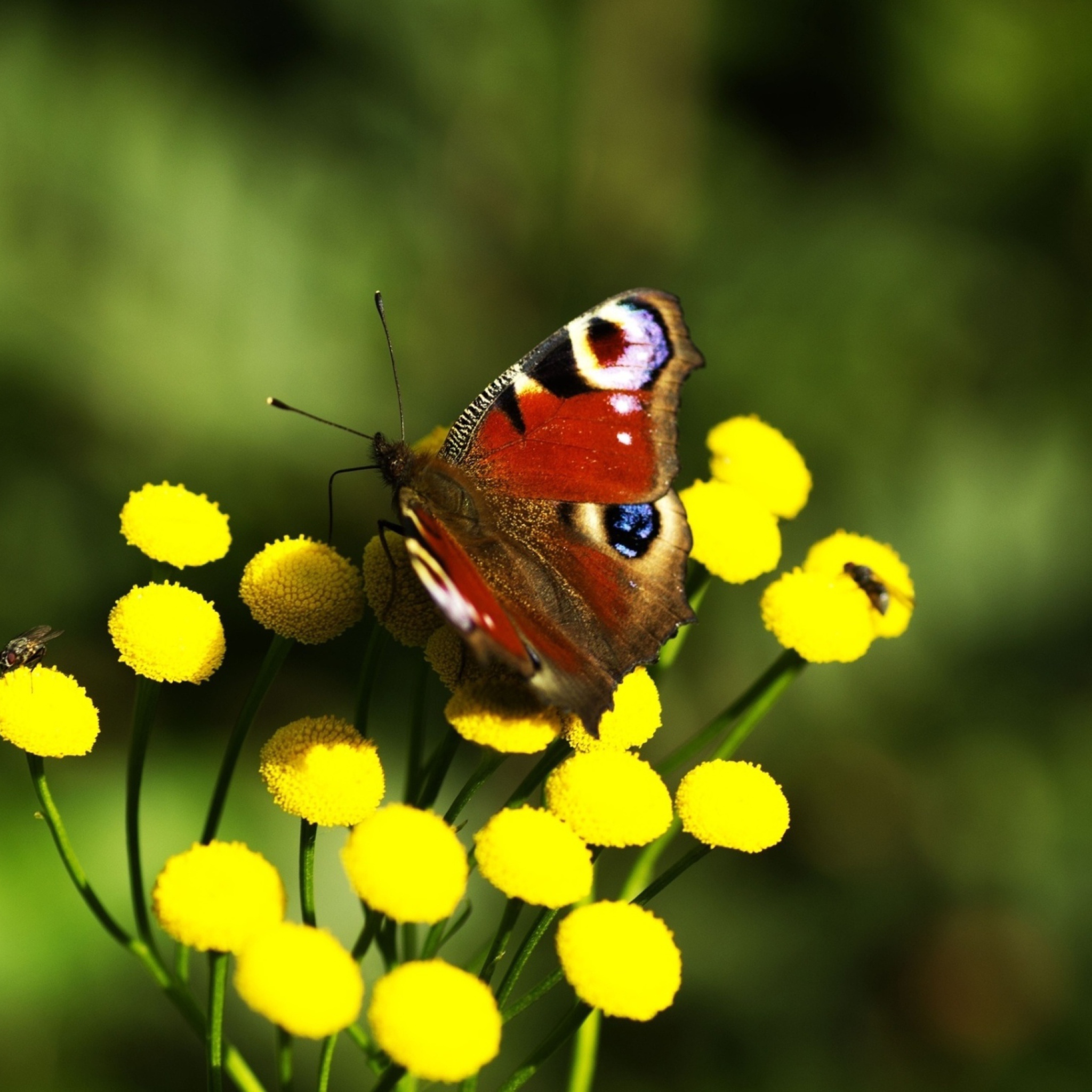 Screenshot №1 pro téma Yellow Flowers And Butterfly 2048x2048