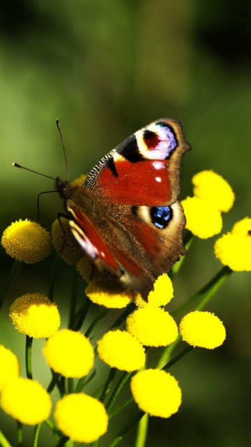 Fondo de pantalla Yellow Flowers And Butterfly 360x640