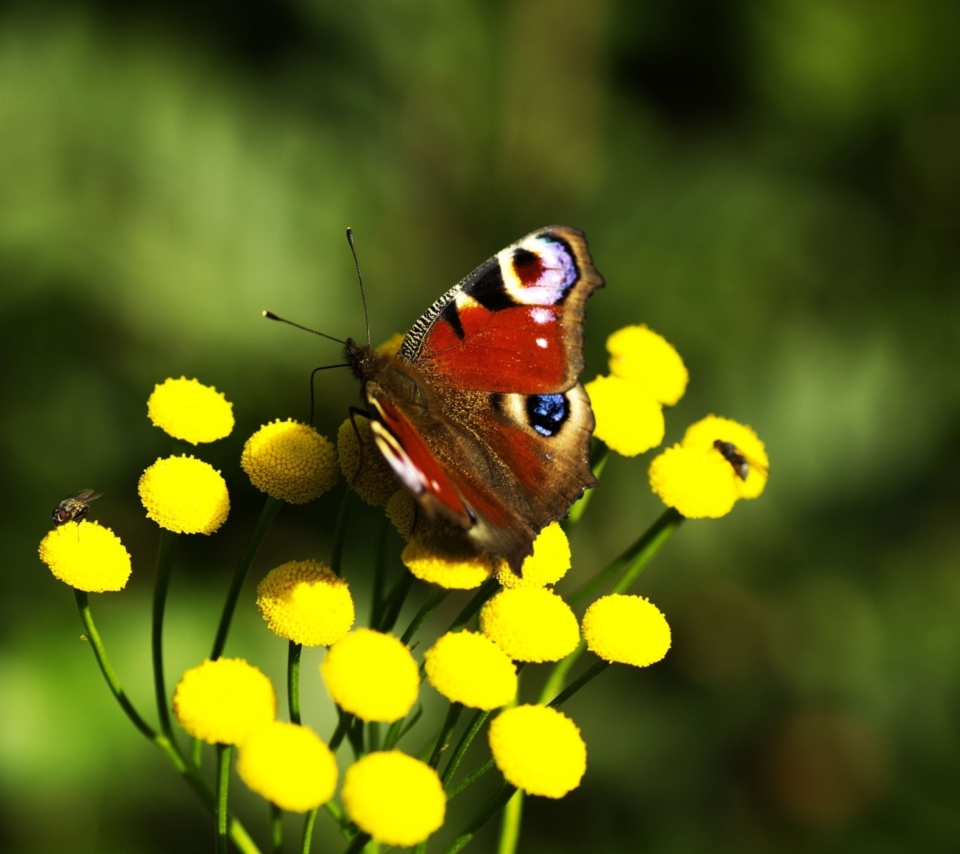 Fondo de pantalla Yellow Flowers And Butterfly 960x854