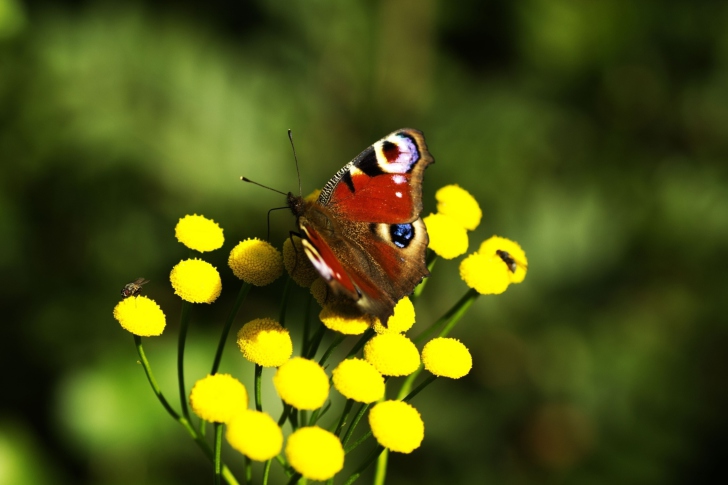 Das Yellow Flowers And Butterfly Wallpaper