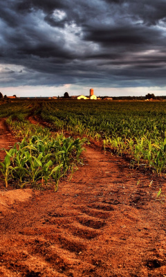 Das Field In Chile Wallpaper 240x400