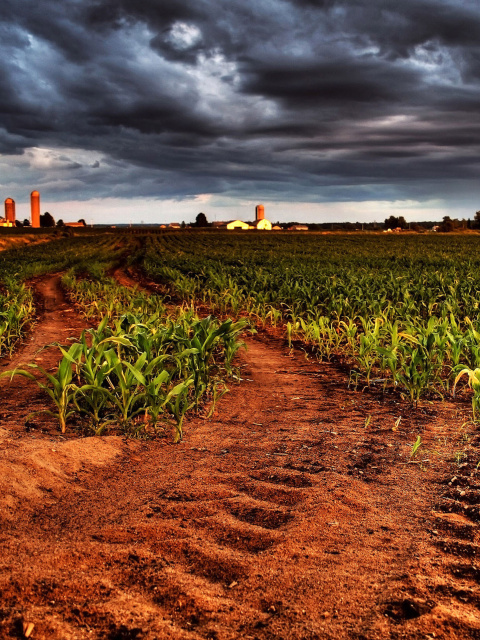 Field In Chile wallpaper 480x640