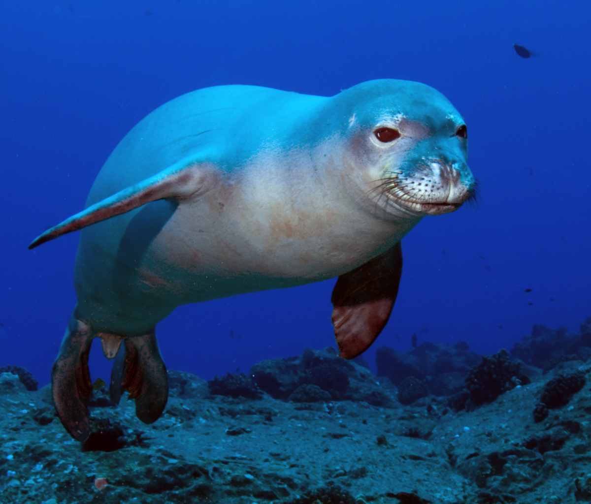 Sfondi Hawaiian Monk Seal 1200x1024